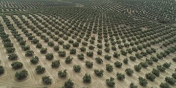 «Aceite de Jaén»: Ισπανικό ελαιόλαδο στο μητρώο προστατευόμενης γεωγραφικής ένδειξης