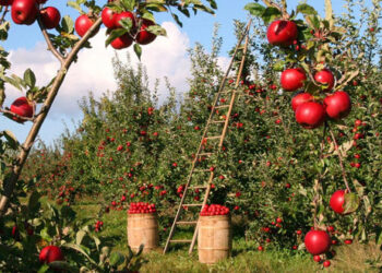 ΚΑΡΠΟΚΑΨA ΜΗΛΙΑΣ: Χρονοδιάγραμμα επέμβασης για την αντιμετώπιση
