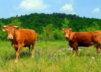 Ανακοίνωση σχετικά με την υποβολή παραστατικών συμμόρφωσης ειδικών διατάξεων για την 2η πρόσκληση της Δράσης 10.1.09