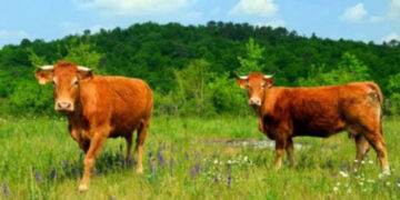 Ανακοίνωση σχετικά με την υποβολή παραστατικών συμμόρφωσης ειδικών διατάξεων για την 2η πρόσκληση της Δράσης 10.1.09
