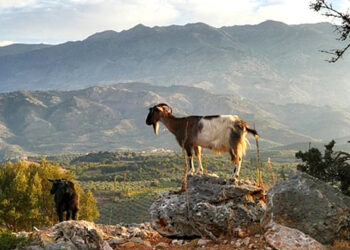 Αιγοπροβατοτρόφοι κρατήστε μικρό καλάθι