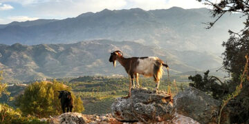 Αιγοπροβατοτρόφοι κρατήστε μικρό καλάθι