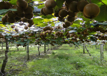 Πράσινο φως από Ν.Κορέα για το ελληνικό ακτινίδιο