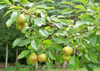 Ασθένειες κι εχθροί μηλιάς και αχλαδιάς