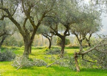 ΣΥΡΙΖΑ: «Απαράδεκτες καθυστερήσεις και υπο-χρηματοδότηση στη Δακοκτονία. Σε κίνδυνο η ελαιοπαραγωγή»