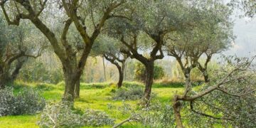 ΣΥΡΙΖΑ: «Απαράδεκτες καθυστερήσεις και υπο-χρηματοδότηση στη Δακοκτονία. Σε κίνδυνο η ελαιοπαραγωγή»