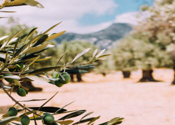 Αραχωβίτης: «Αντιμετώπιση  μειωμένης  παραγωγής στην ελαιοκομία, λόγω των ασυνήθιστα υψηλών θερμοκρασιών (καύσωνα) στην ανθοφορία της ελιάς »