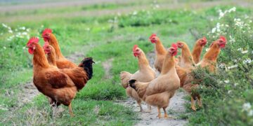 Τι πρέπει να γνωρίζουμε για τη γρίπη των πτηνών