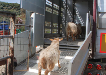 Μετακινήσεις ζώντων ζώων εκτός της Ελληνικής Επικράτειας αναφορικά με νεώτερα δεδομένα – Πανδημία COVID-19