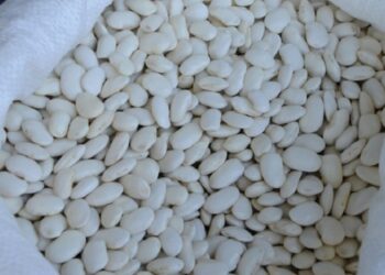 Στο Μητρώο Προστατευόμενων Γεωγραφικών Ενδείξεων τα “Φασόλια Κατταβιάς Ρόδου”/”Λόπια Κατταβιάς Ρόδου”