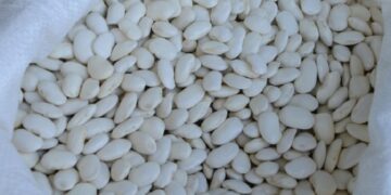 Στο Μητρώο Προστατευόμενων Γεωγραφικών Ενδείξεων τα “Φασόλια Κατταβιάς Ρόδου”/”Λόπια Κατταβιάς Ρόδου”