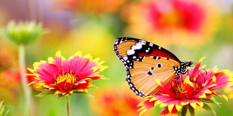 Αναστάσιο Δάρρας: «ΑΝΘΟΚΟΜΙΑ, καλλιέργεια & μετασυλλεκτική διαχείριση ανθέων και φυλλωμάτων»