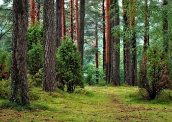 Τον κώδωνα του κινδύνου για την απουσία δράσεων πρόληψης πυρκαγιών και την υποστελέχωση των Δασικών Υπηρεσιών εν μέσω αντιπυρικής περιόδου κρούουν βουλευτές του ΣΥΡΙΖΑ