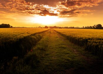 Κ.Αρσένης: “Θέλετε πραγματικά να πατάξετε τις ελληνοποιήσεις προϊόντων ή να τις χαϊδέψετε;  Γιατί δεν απαιτείτε πολιτική λύση για τη διάσωση των συνεταιρισμών;”