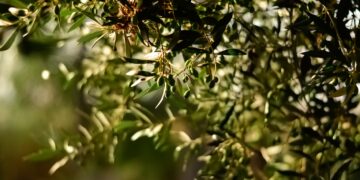 Δήλωση Αραχωβίτη για το νομοσχέδιο του ΥΠΑΑΤ