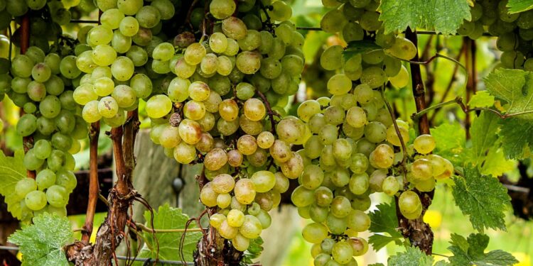 Αμπελοοινικός κλάδος: 25 εκατ. ευρώ για το μέτρο απόσταξης κρίσης