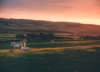 Κόκκαλης σε Βορίδη: Οι αγρότες υποφέρουν, προχωρήστε άμεσα στην αλλαγή του κανονισμού του ΕΛΓΑ