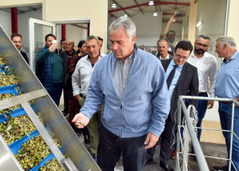 Αναγνώριση  ως Εθνικής, της Διεπαγγελματικής Οργάνωσης Επιτραπέζιας Ελιάς