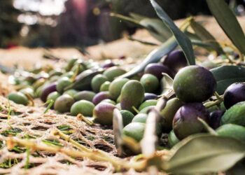 Στ. Αραχωβίτης: «Αόριστες απαντήσεις χωρίς καμία δέσμευση για την ελαιοκομία»