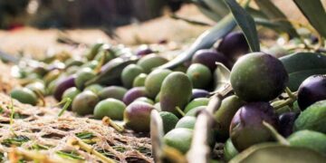 Στ. Αραχωβίτης: «Αόριστες απαντήσεις χωρίς καμία δέσμευση για την ελαιοκομία»