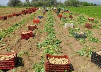 Γεωργικές προειδοποιήσεις: Πατάτες Χρυσοβίτσας