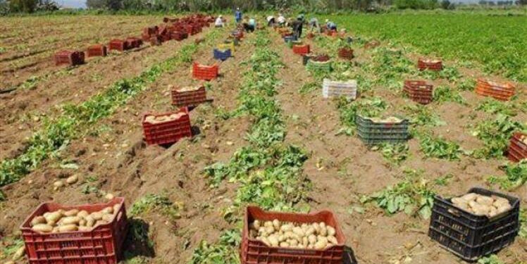 Γεωργικές προειδοποιήσεις: Πατάτες Χρυσοβίτσας