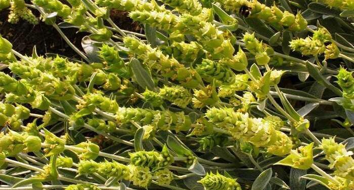 ΣΙΔΕΡΙΤΗΣ: Φυτό υψηλής εθνικής σημασίας με μονογραφία