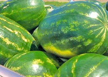 ΜέΡΑ25 Φωτεινή Μπακαδήμα: Ερώτηση στον ΥΠΑΑΤ για την ενίσχυση καρπουζοπαραγωγών Κρήτης