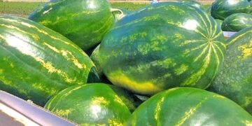 ΜέΡΑ25 Φωτεινή Μπακαδήμα: Ερώτηση στον ΥΠΑΑΤ για την ενίσχυση καρπουζοπαραγωγών Κρήτης