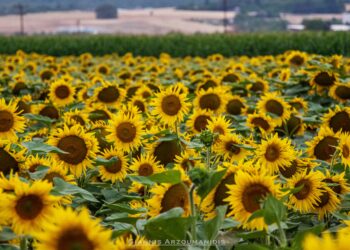 Θετικά και αρνητικά των Ομάδων Παραγωγών