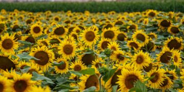 Θετικά και αρνητικά των Ομάδων Παραγωγών