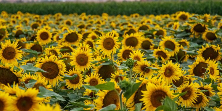 Θετικά και αρνητικά των Ομάδων Παραγωγών