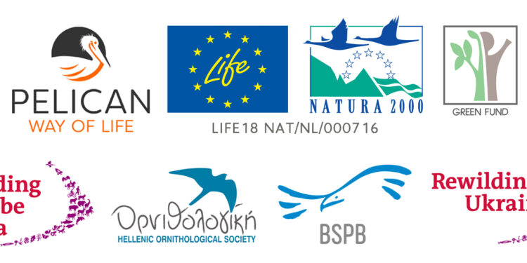 Καλώδια – παγίδα θανάτου για τους Αργυροπελεκάνους στη Λιμνοθάλασσα Μεσολογγίου