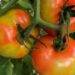 Εμφάνιση του επιβλαβούς οργανισμού Tomato Brown Rugose Fruit Virus στην Ελλάδα