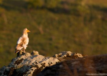 Ελπίδα για τους απειλούμενους γύπες των Μετεώρων