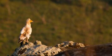 Ελπίδα για τους απειλούμενους γύπες των Μετεώρων