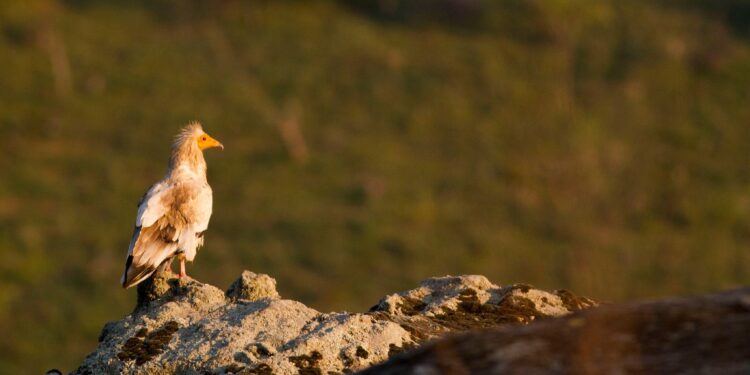 Ελπίδα για τους απειλούμενους γύπες των Μετεώρων