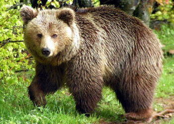 Αρκούδα προκάλεσε ζημιές σε τυροκομείο στο Δρυόβουνο Βοΐου