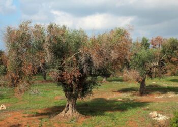 Ενημέρωση για τον Επιβλαβή Οργανισμό καραντίνας Xylella fastidiosa