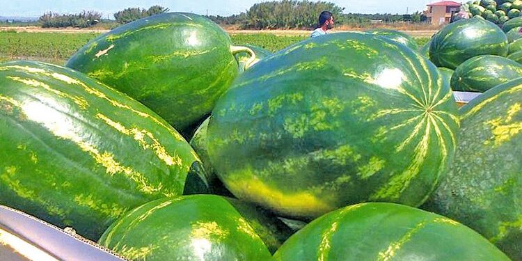 ΜέΡΑ25 Φωτεινή Μπακαδήμα: Ερώτηση στον ΥΠΑΑΤ για την ενίσχυση καρπουζοπαραγωγών Κρήτης