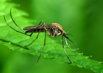 Μέτρα προστασίας από τον Ιό του Δυτικού Νείλου από τη Διεύθυνση Δημόσιας Υγείας της Περιφέρειας Θεσσαλίας