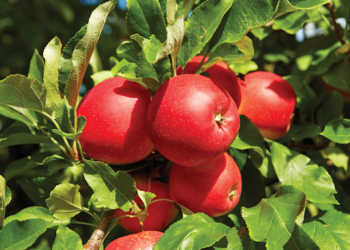 3η Πρόσκληση της Δράσης 10.1.08 «Εφαρμογή της μεθόδου σεξουαλικής σύγχυσης των μικρολεπιδοπτέρων (ΚΟΜΦΟΥΖΙΟ)»