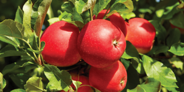 3η Πρόσκληση της Δράσης 10.1.08 «Εφαρμογή της μεθόδου σεξουαλικής σύγχυσης των μικρολεπιδοπτέρων (ΚΟΜΦΟΥΖΙΟ)»