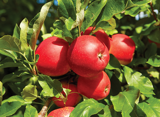 3η Πρόσκληση της Δράσης 10.1.08 «Εφαρμογή της μεθόδου σεξουαλικής σύγχυσης των μικρολεπιδοπτέρων (ΚΟΜΦΟΥΖΙΟ)»