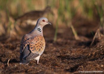Ελληνική ΟΡΝΙΘΟΛΟΓΙΚΗ Εταιρεία: Ρυθμιστική Απόφαση για τη Θήρα 2020-2021: επιμονή του Υπουργείου Περιβάλλοντος στο κυνήγι παγκοσμίως απειλούμενων ειδών