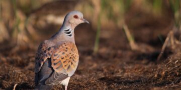 Ελληνική ΟΡΝΙΘΟΛΟΓΙΚΗ Εταιρεία: Ρυθμιστική Απόφαση για τη Θήρα 2020-2021: επιμονή του Υπουργείου Περιβάλλοντος στο κυνήγι παγκοσμίως απειλούμενων ειδών