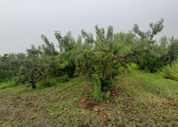Τεράστια καταστροφή καλλιεργειών σε Βελβεντό και Σέρβια από την κακοκαιρία