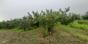 Τεράστια καταστροφή καλλιεργειών σε Βελβεντό και Σέρβια από την κακοκαιρία