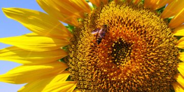 Ενημέρωση μελισσοκόμων για τις δράσεις που συνεχίζονται και τις προθεσμίες υποβολής των αιτήσεων