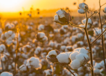 Π.Ε. Λάρισας: 3ο Δελτίο Γεωργικών Προειδοποιήσεων Ολοκληρωμένης Φυτοπροστασίας στη βαμβακοκαλλιέργεια